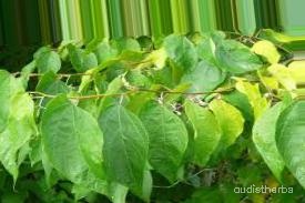 augmented_Alangium begoniaefolium leaf5_0_1463.jpeg